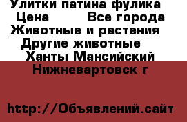 Улитки патина фулика › Цена ­ 10 - Все города Животные и растения » Другие животные   . Ханты-Мансийский,Нижневартовск г.